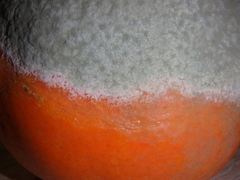 Penicillium digitatum