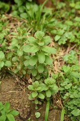 Lysimachia punctata