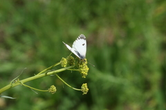 Anthocharis damone eunomia