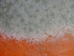 Penicillium digitatum