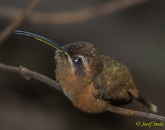 Phaethornis striigularis