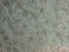 Penicillium digitatum
