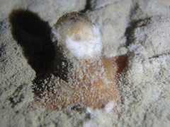 Penicillium digitatum