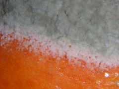 Penicillium digitatum