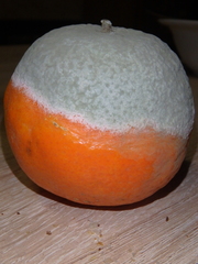 Penicillium digitatum