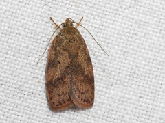 Oligoloba severa