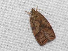 Oligoloba severa