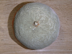 Penicillium digitatum