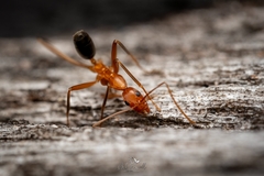 Leptomyrmex