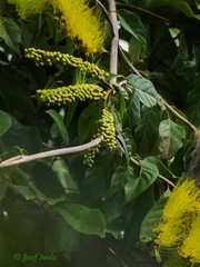 Combretum fruticosum
