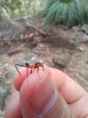 Leptomyrmex