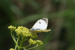 Anthocharis damone eunomia