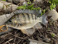 Oreochromis niloticus