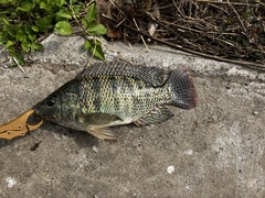 Oreochromis niloticus