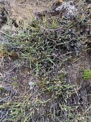Kelleria dieffenbachii