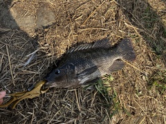 Oreochromis niloticus