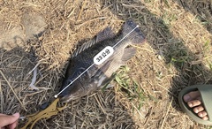 Oreochromis niloticus