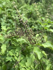 Ocimum tenuiflorum