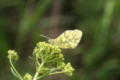 Anthocharis damone eunomia