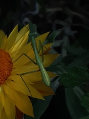 Pseudomantis albofimbriata