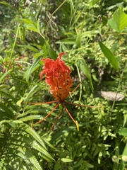 Gloriosa superba