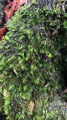 Dendroalsia abietina