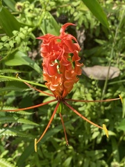 Gloriosa superba