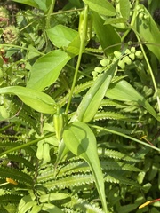 Gloriosa superba