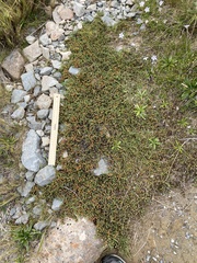 Kelleria dieffenbachii