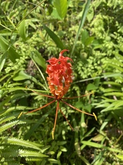 Gloriosa superba