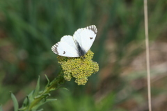 Anthocharis damone eunomia