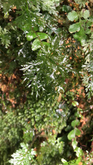 Hymenophyllum demissum