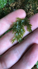 Hymenophyllum demissum