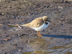 Charadrius dubius