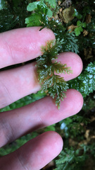 Hymenophyllum demissum