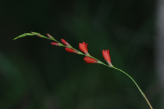 Tritonia disticha
