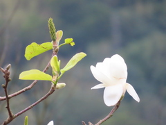 Magnolia liliiflora