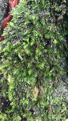 Dendroalsia abietina