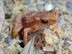 Ingerophrynus parvus