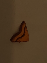 Anachloris subochraria
