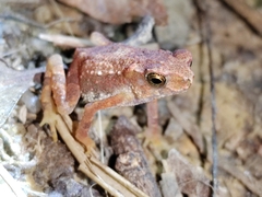 Ingerophrynus parvus