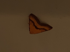 Anachloris subochraria