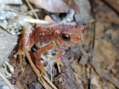 Ingerophrynus parvus