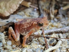 Ingerophrynus parvus