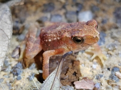 Ingerophrynus parvus