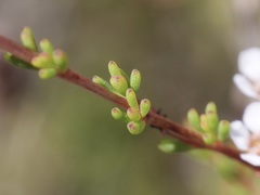 Astartea corniculata