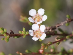 Astartea corniculata