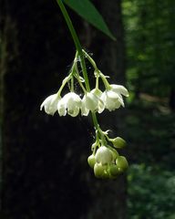Staphylea pinnata