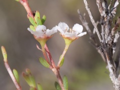 Astartea corniculata