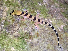 Cyrtodactylus pulchellus